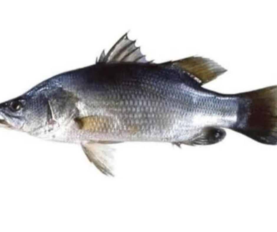 Nile Perch ( Sangala )