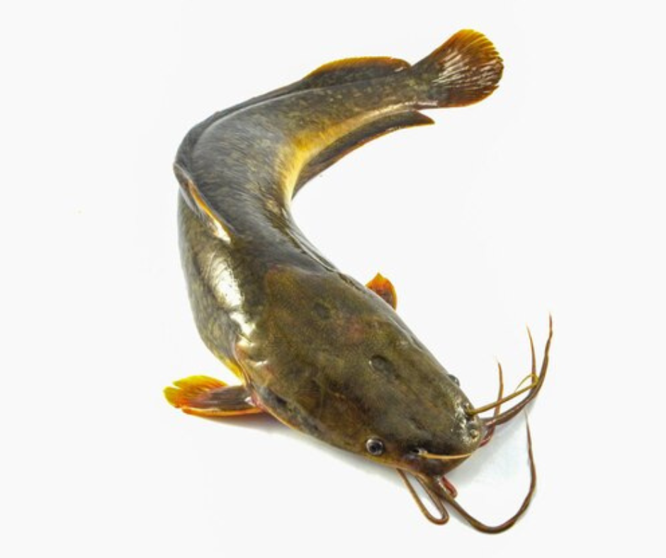 Cat Fish ( Kambale )