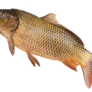 Mbelele (Barbel) 10 Kg