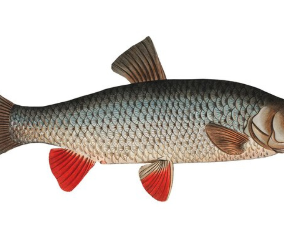 Barbel ( Mbelele )